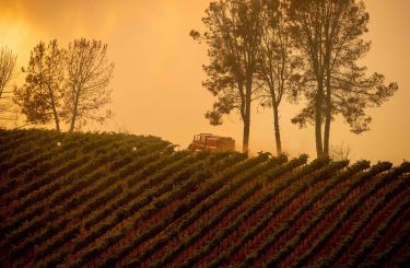 Using tech to save wine from bushfire smoke thumbnail image