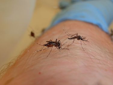 Blood for science: Putting the bite on mosquito viruses thumbnail image