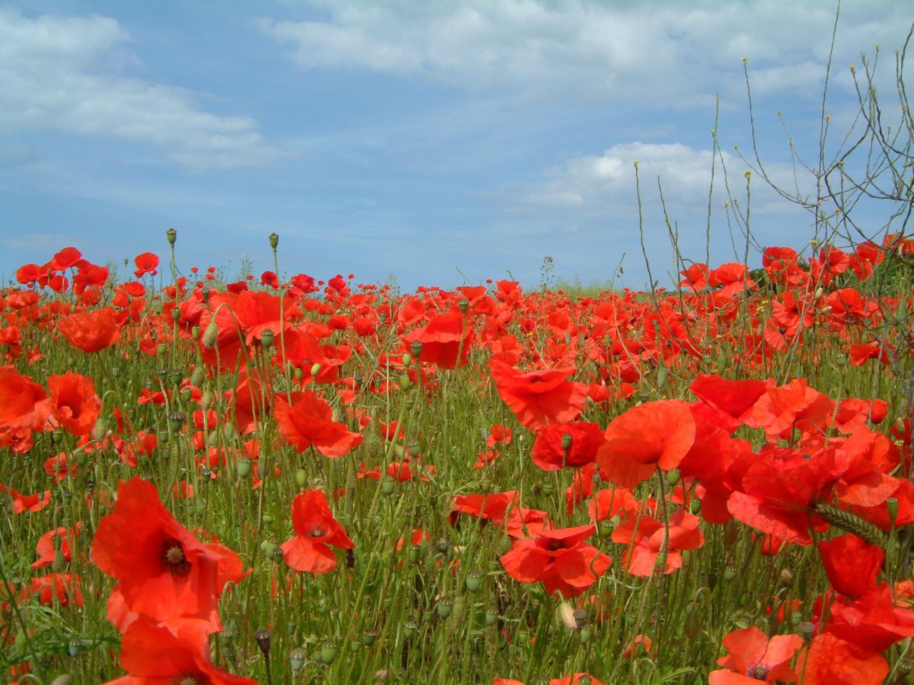 The Water Diviner: Unearthing the Gallipoli legend thumbnail image