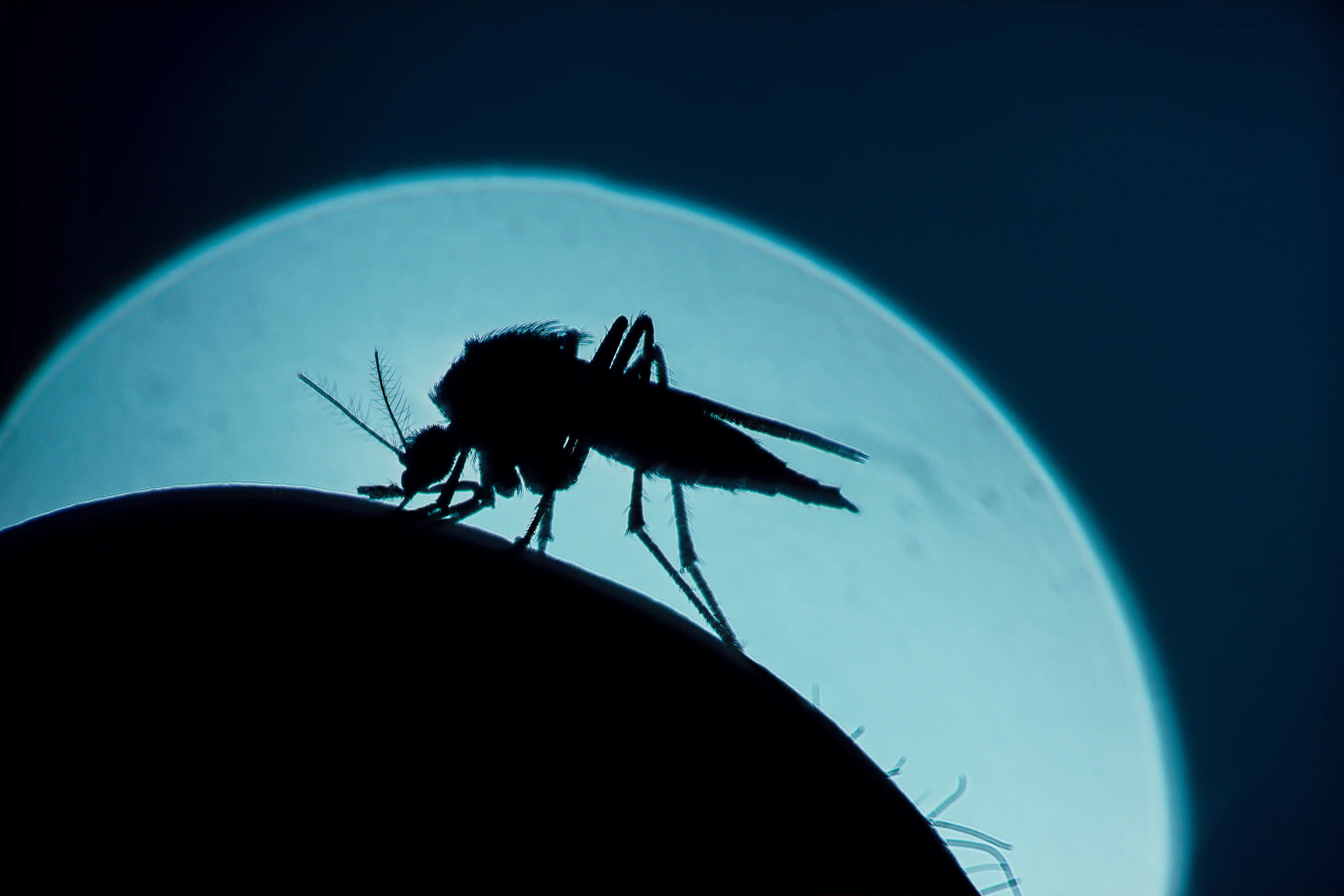 Mosquitoes in a test tube held by a blue disposable glove