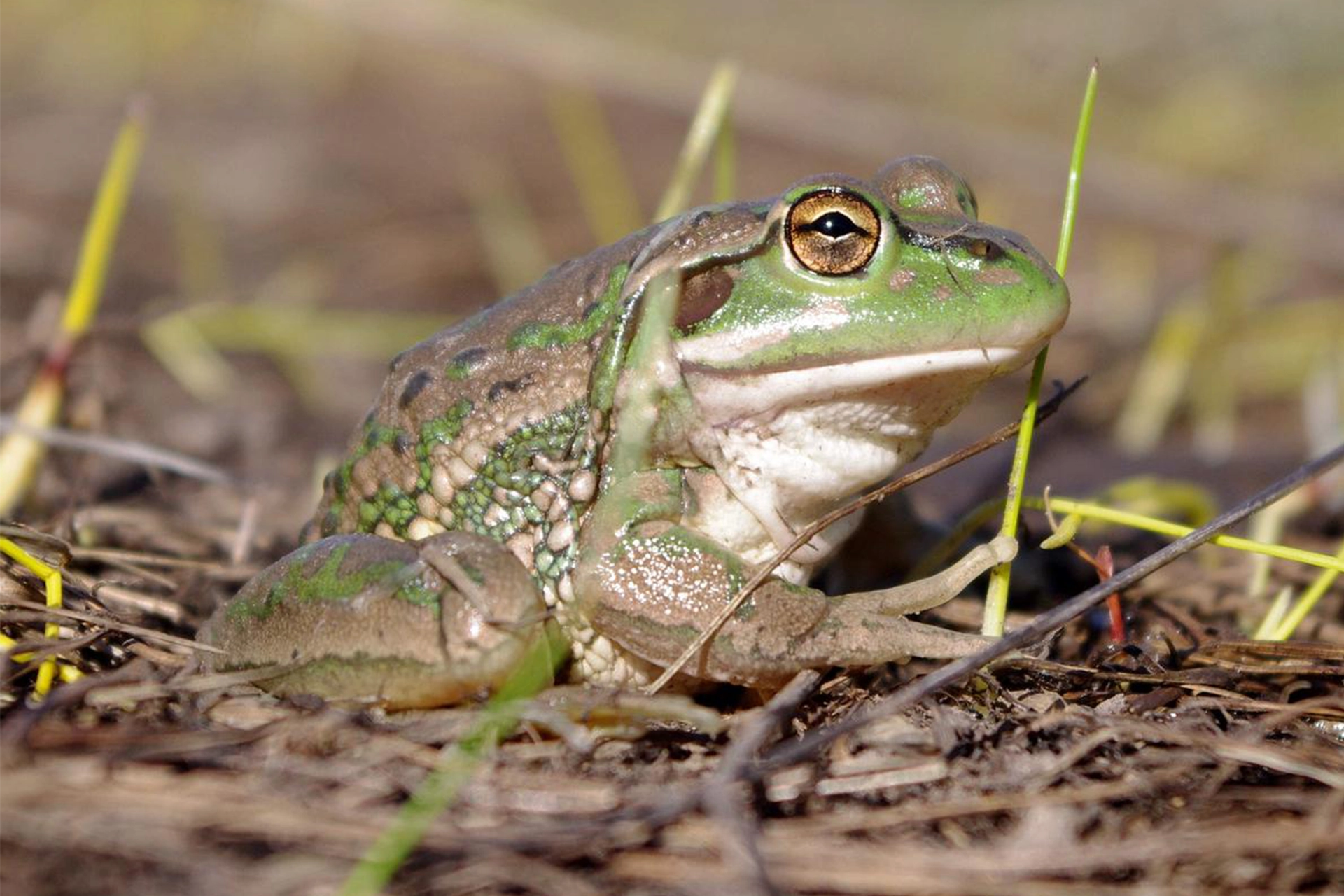 Green and brown frog sitting on twigs and grass