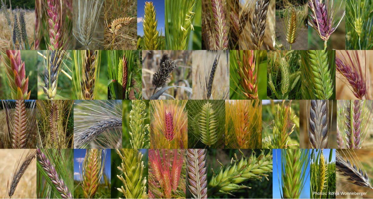 Barley varieties collage