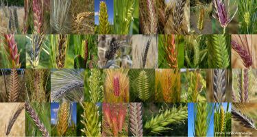 Barley varieties collage