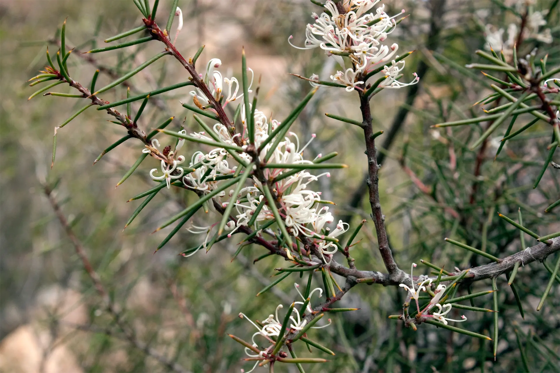 Beaked hakea close up with flowers