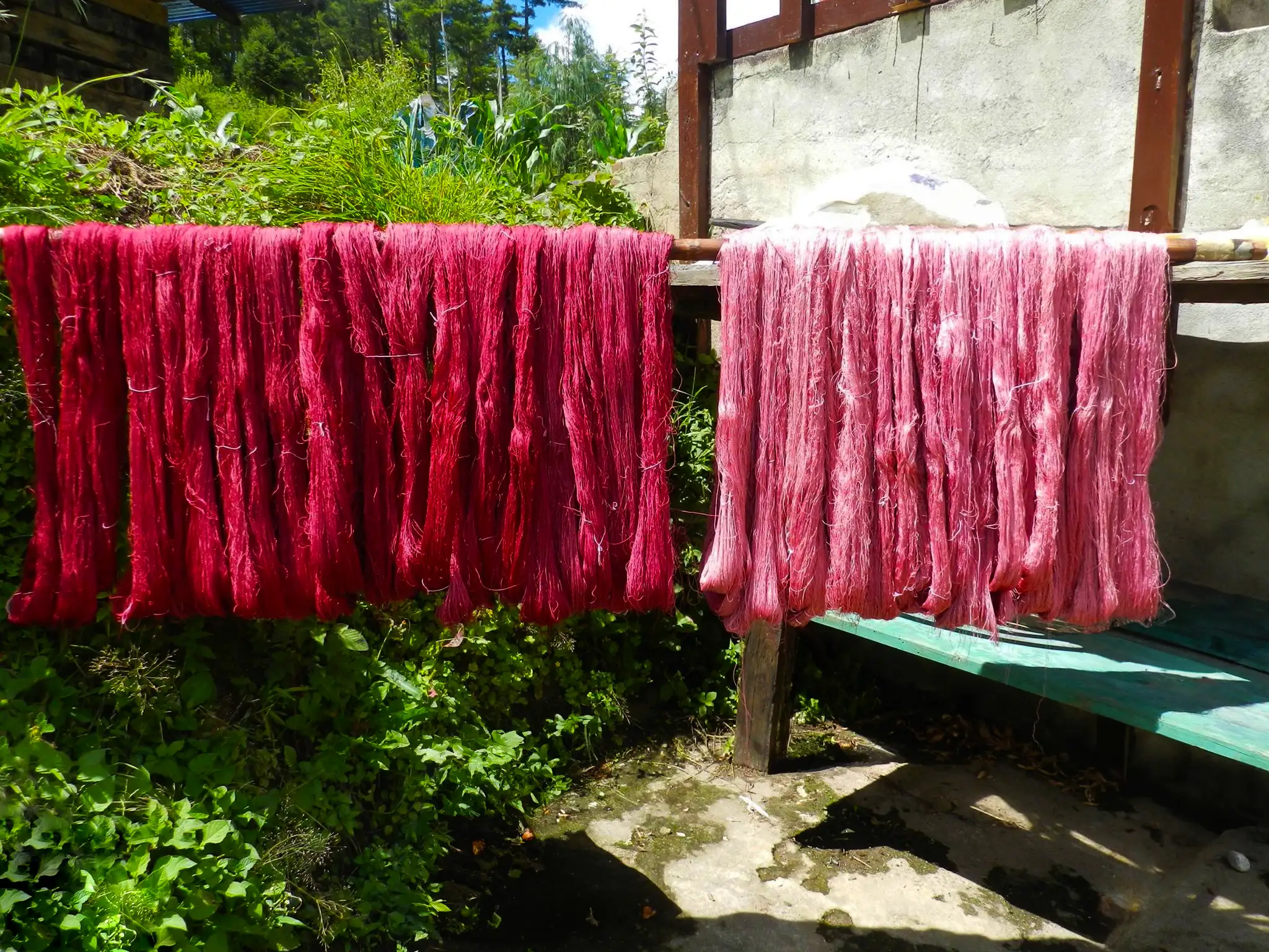 Dyer pink yarn drying in the sunshine in Bhtuan