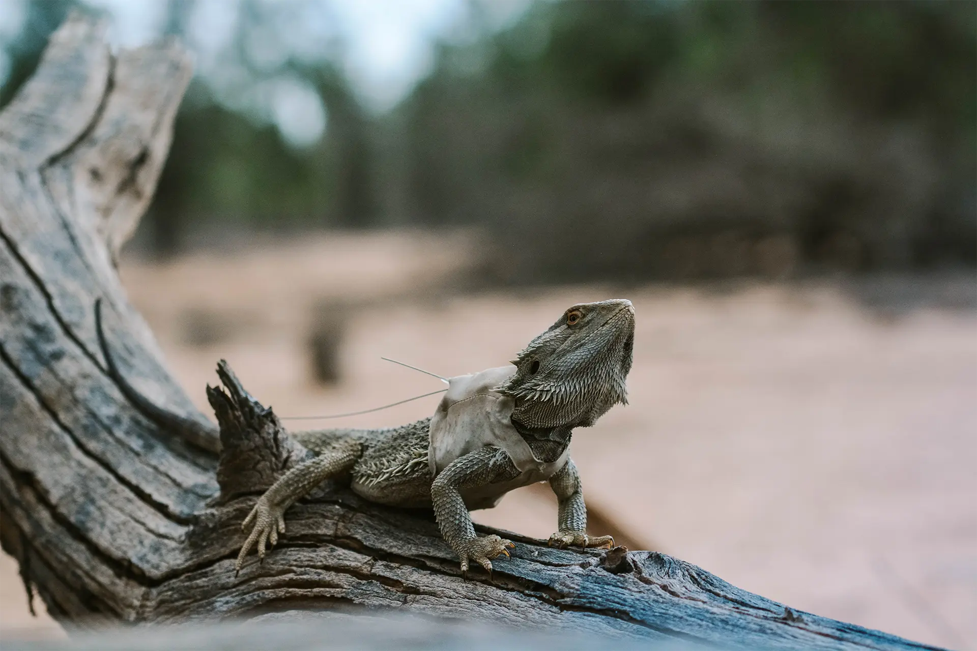 Bearded dragon wearing a small backpack sitting on a log