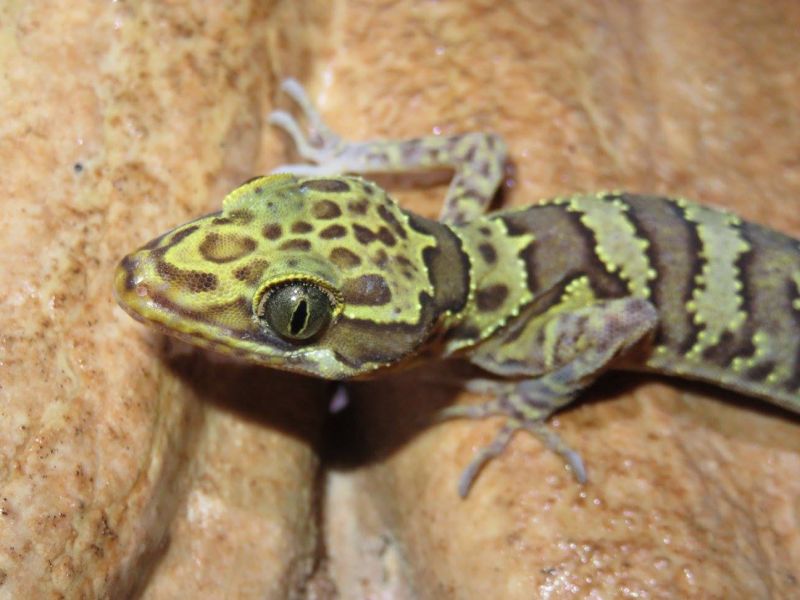 Cave gecko in wildlife trade