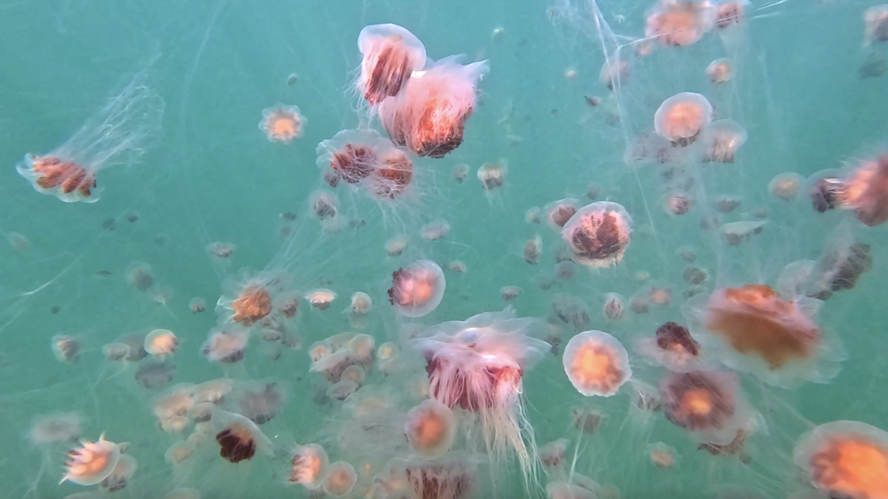 Bloom of Lion's mane jellyfish in the sea