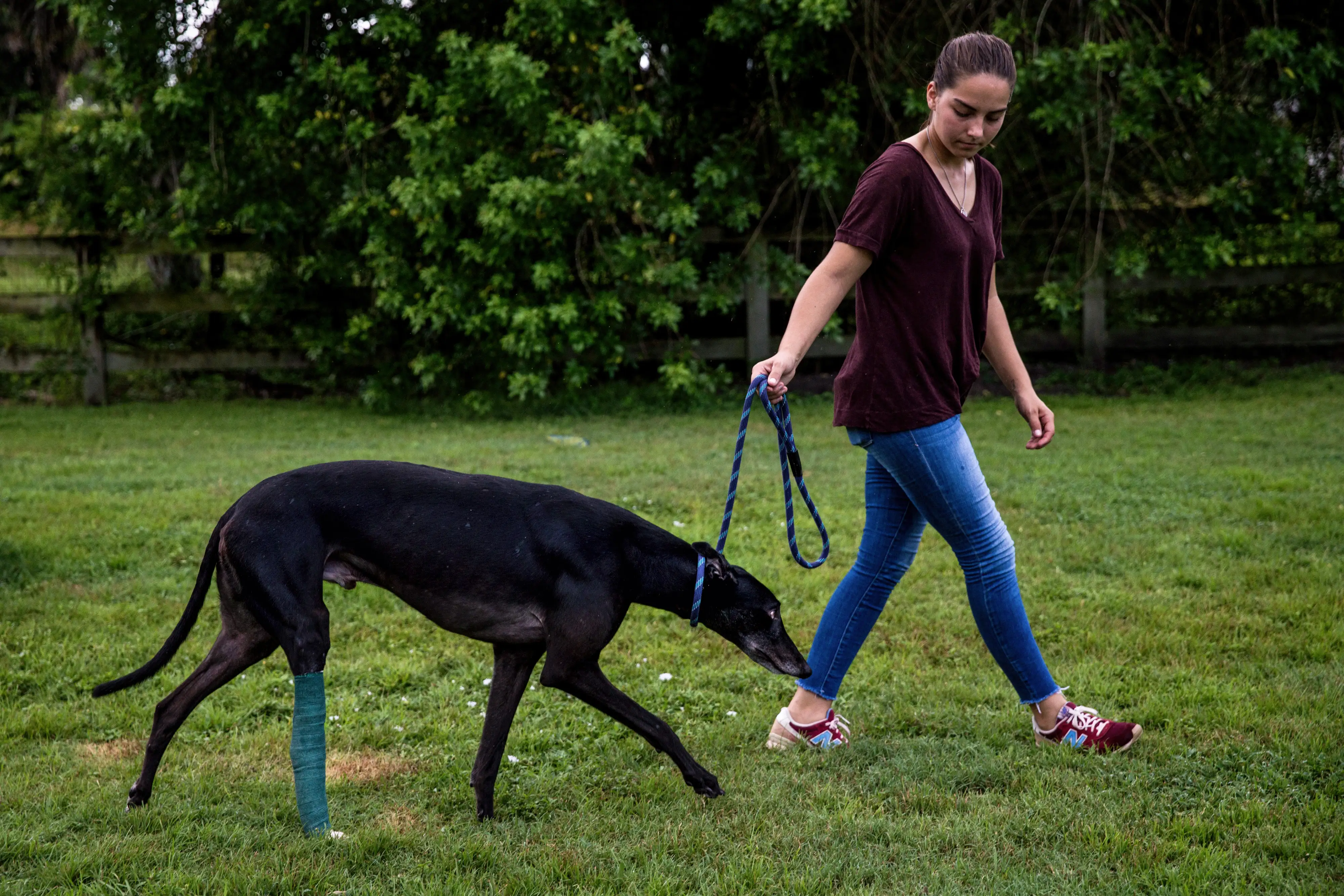 A woman walking with an injured greyhound