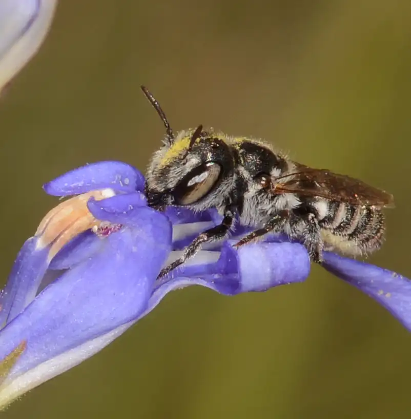 The leaf-cutter bee (Megachile apicata). Picture: iNaturalist/John Walter
