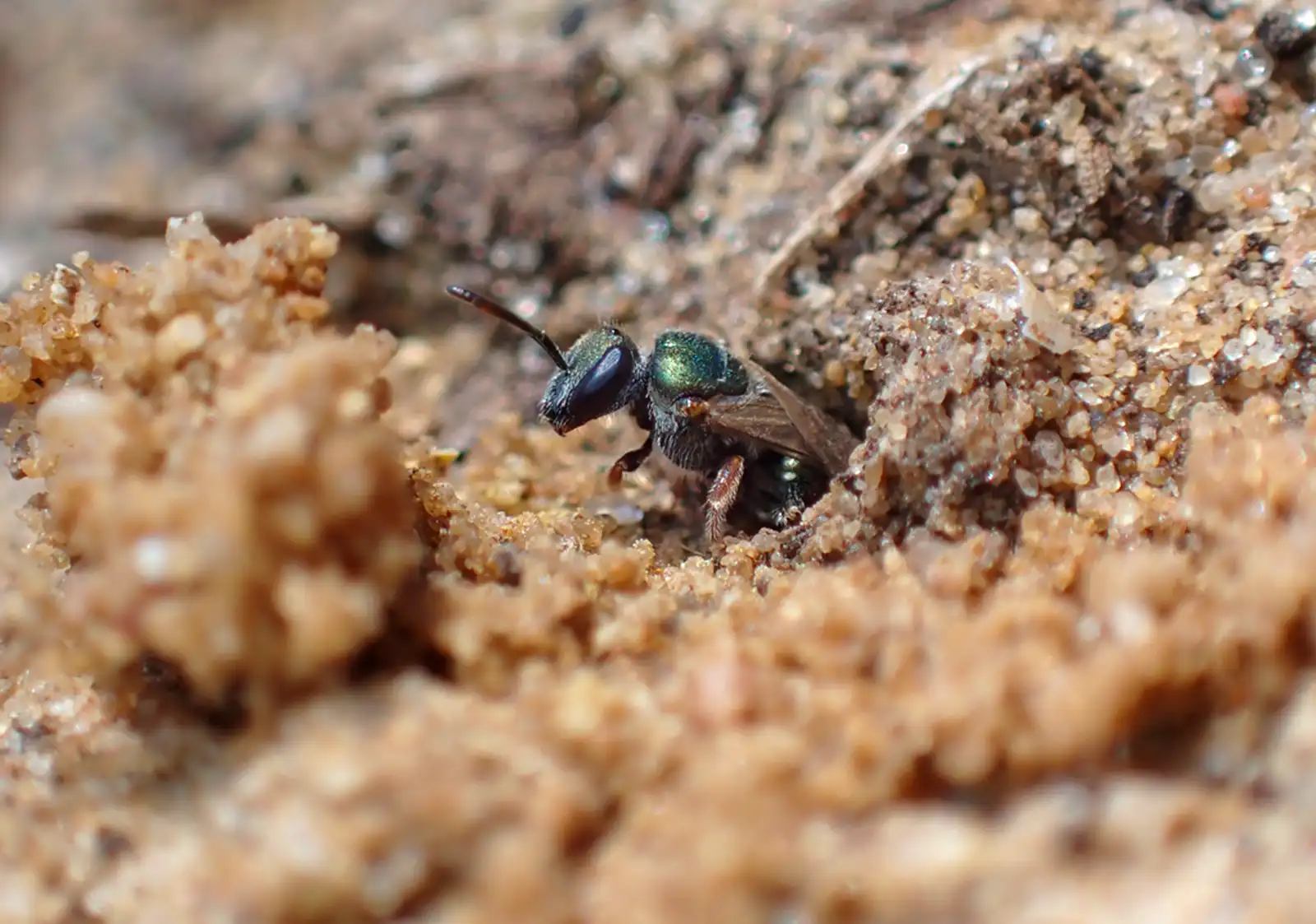 An emerald sweat bee (Lasioglossum urbanum) emerging from its ground nest