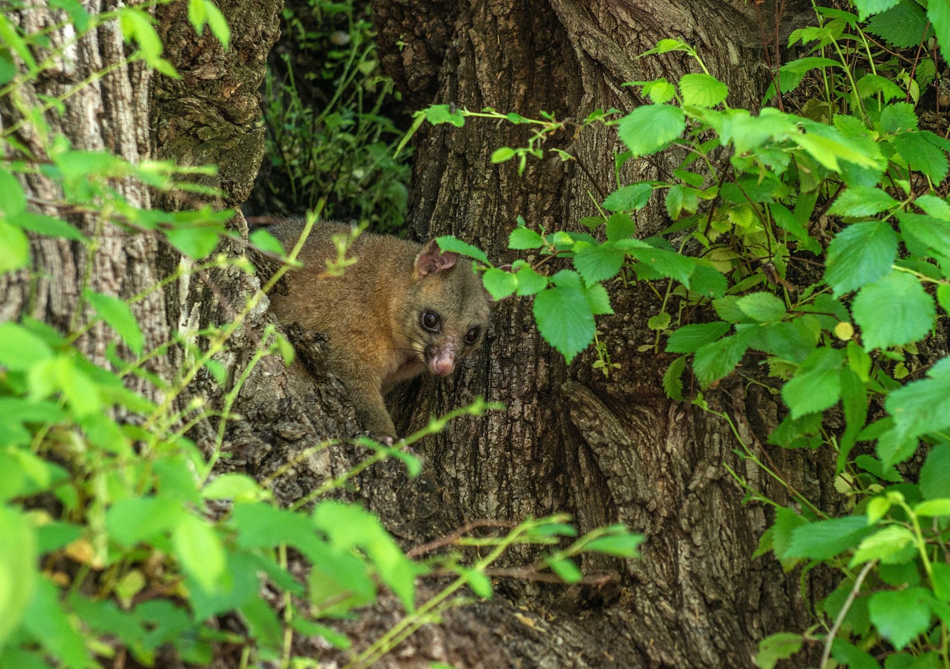 The science that stops possums eating your garden | Pursuit by the