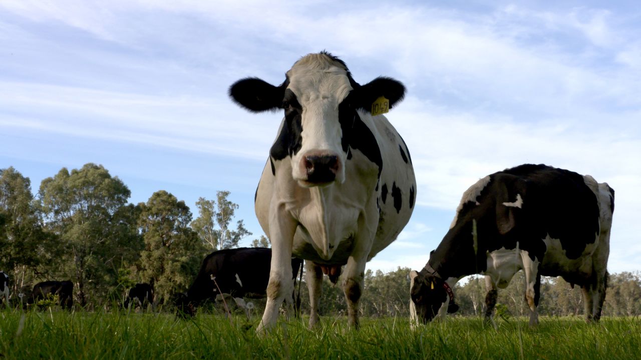 Are these Australia’s happiest dairy cows? thumbnail image