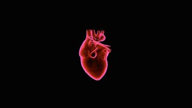 From ancient Egyptians to modern humans: Why do we still have the genes for heart disease? thumbnail image