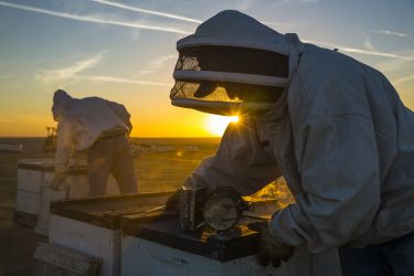 Biosecurity and the beekeeper thumbnail image
