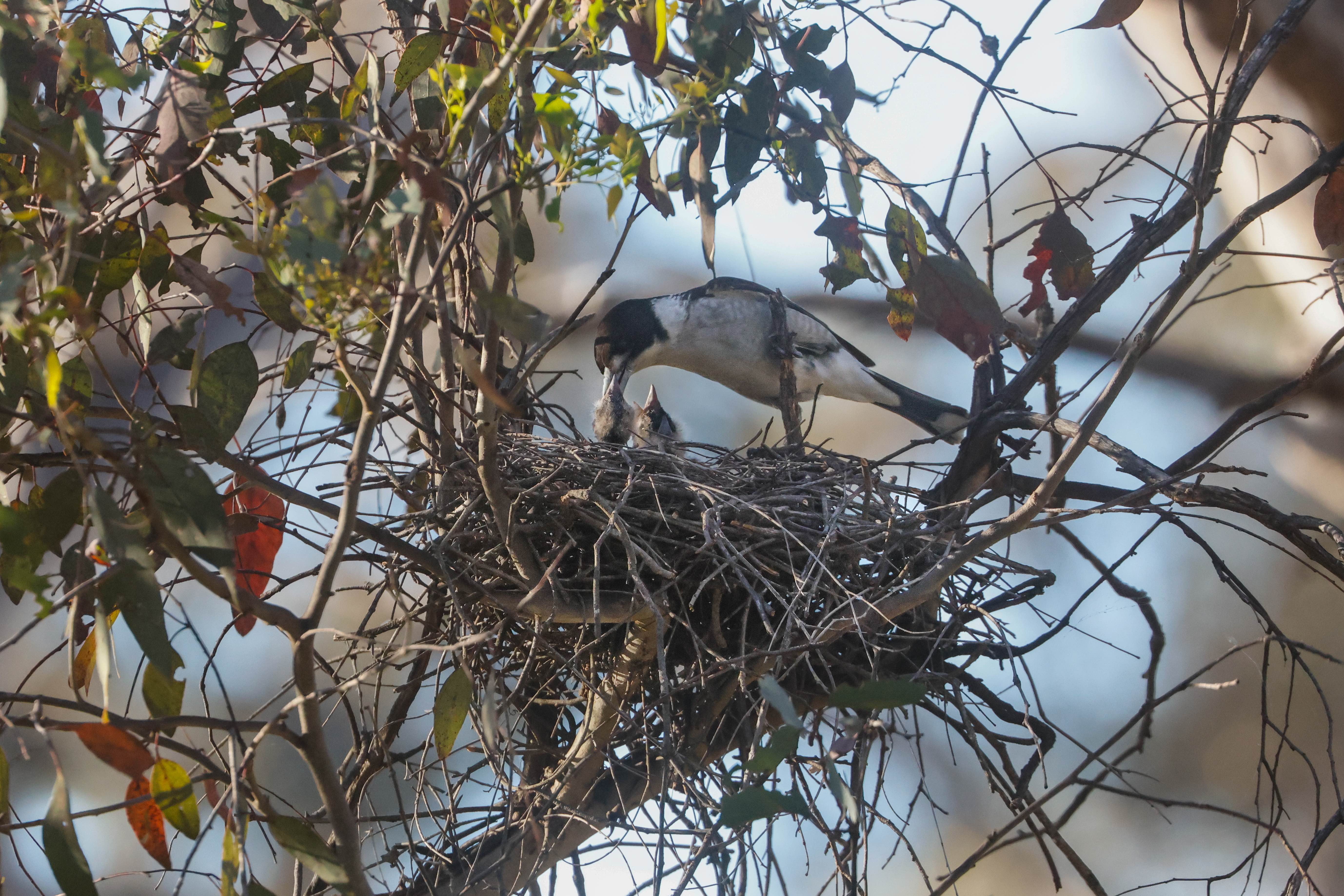 Butcher bird and young