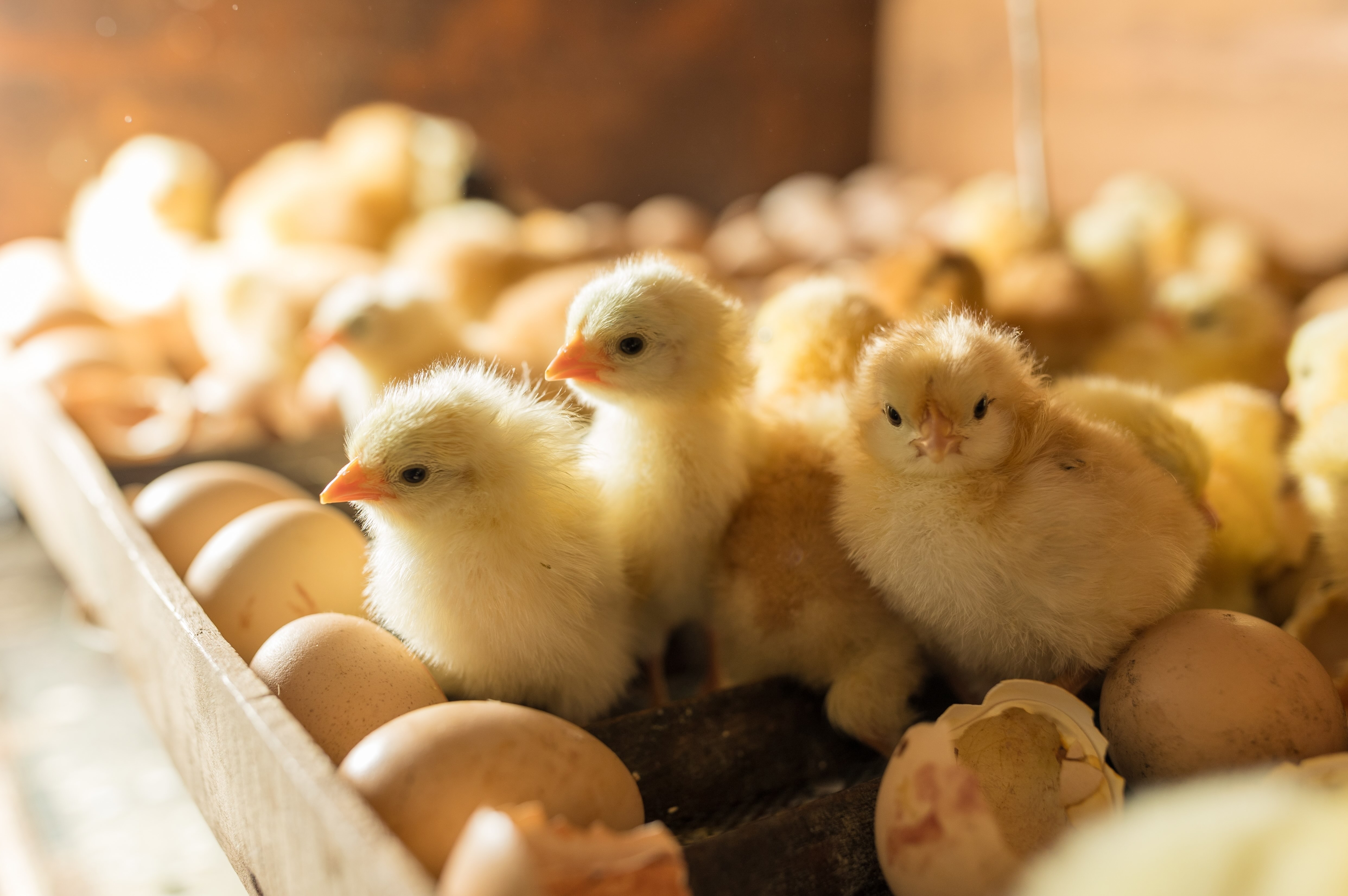 Baby chicks