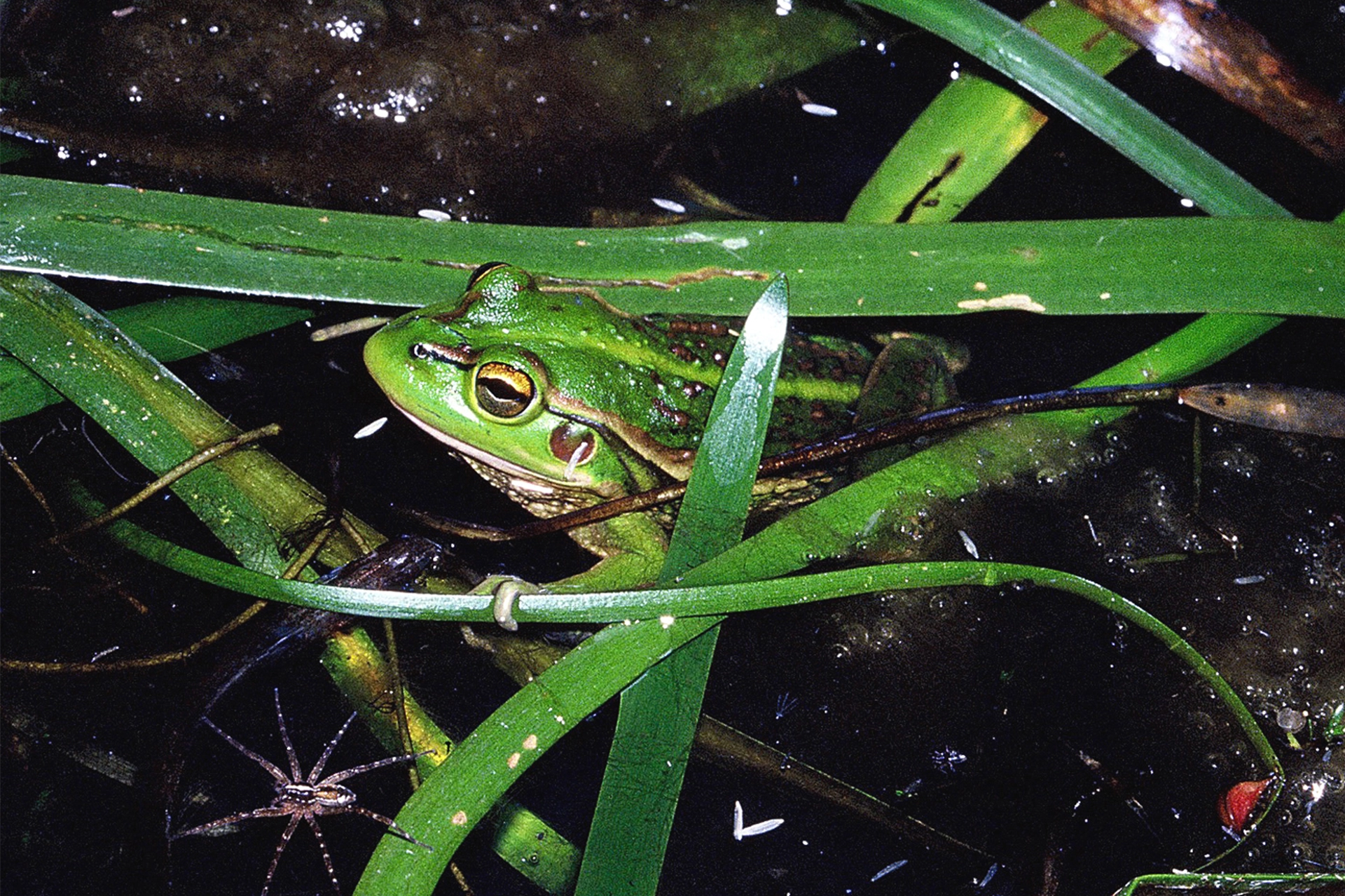 A growling grass frog in the water with some eggs in the foreground