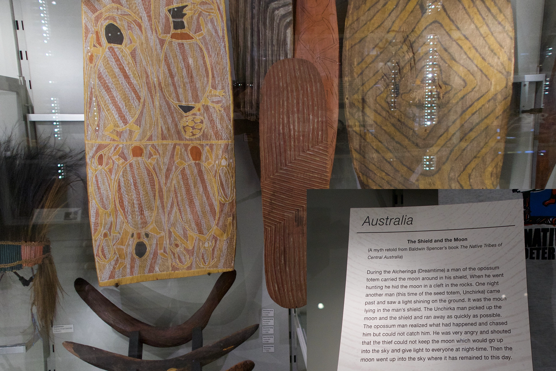 Australian Indigenous shields and weapons in a display case