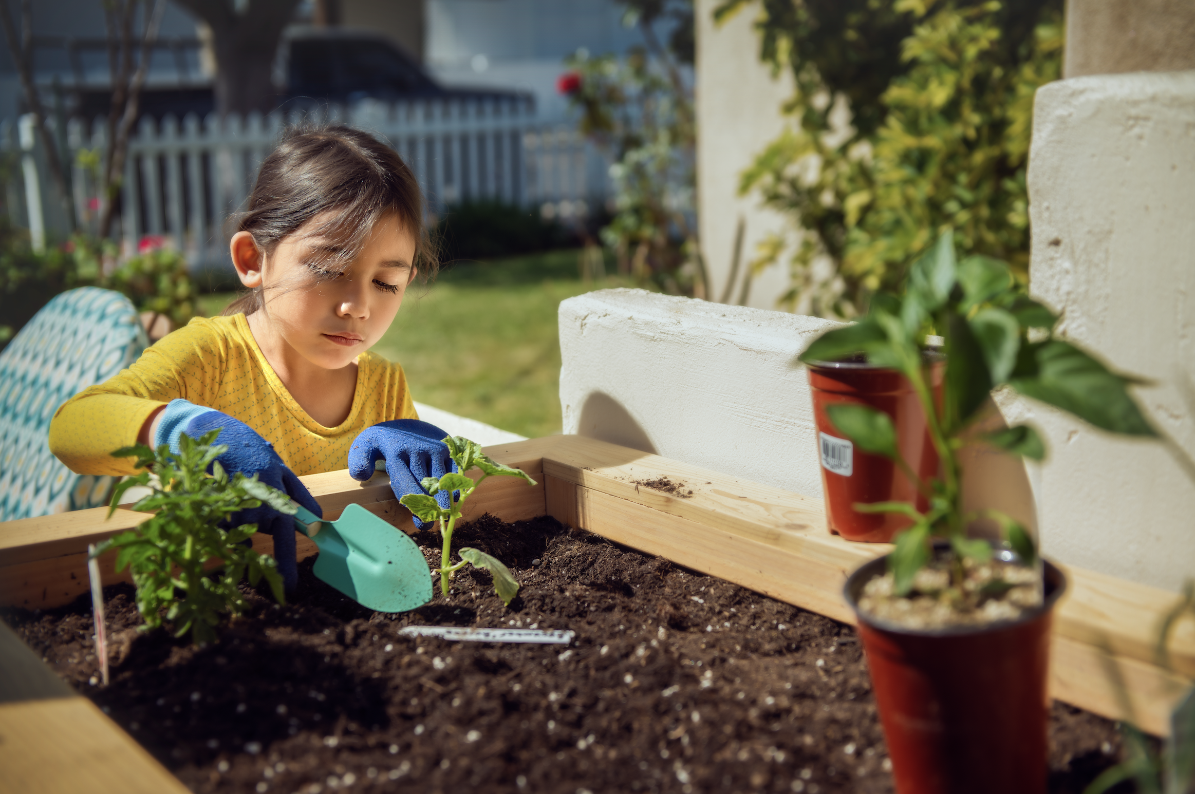 Little girl planting tomatoes