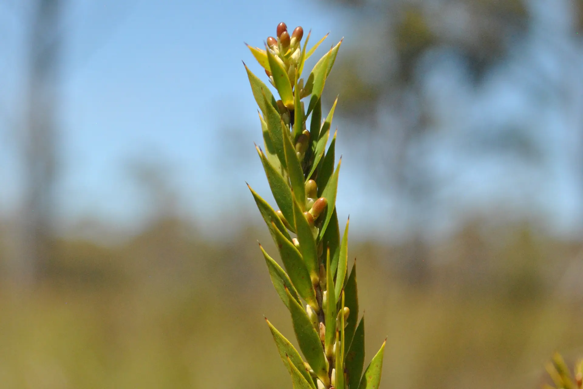 Young stem of swamp beard-heath