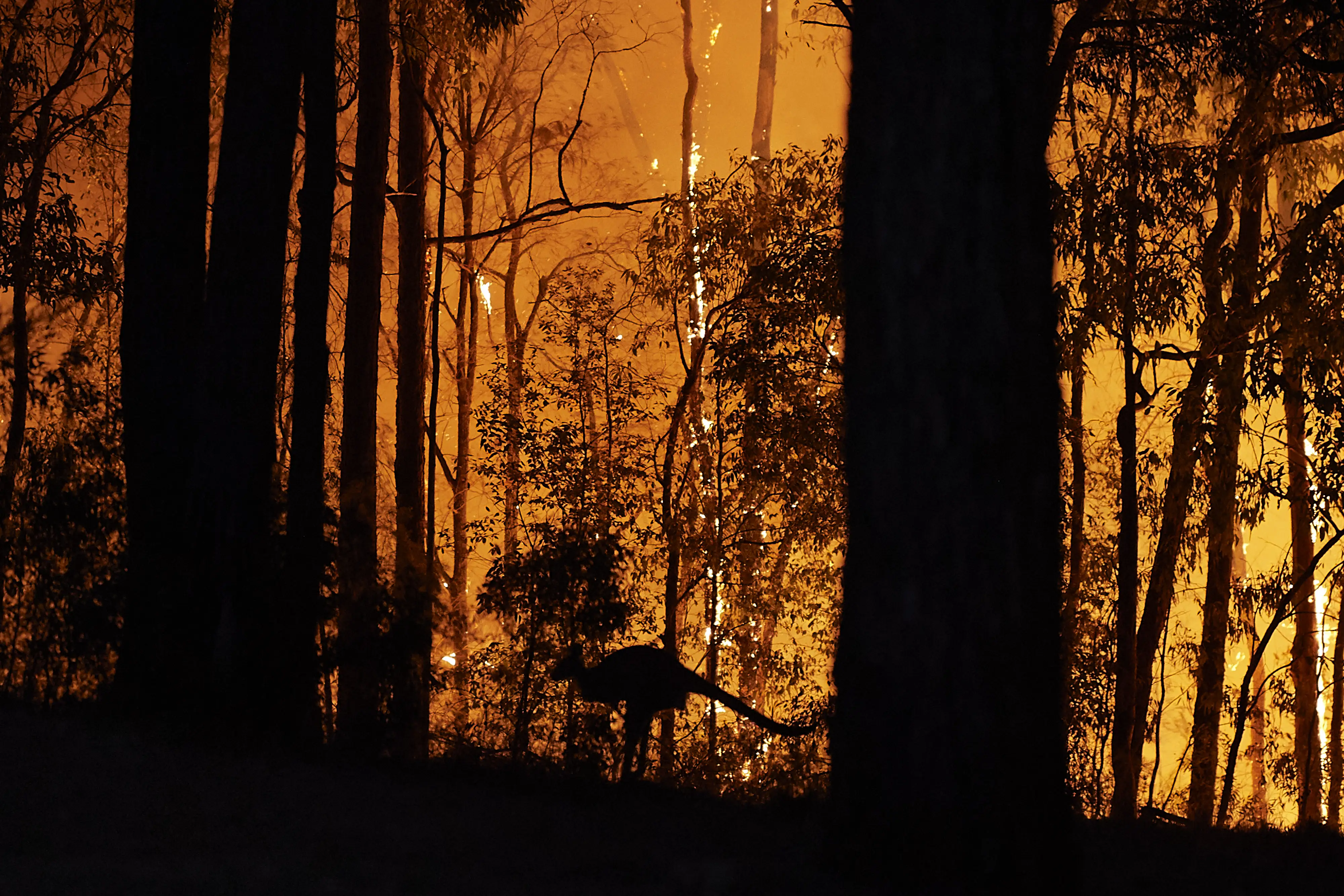 A kangaroo escapes the fire as the fire front approaches