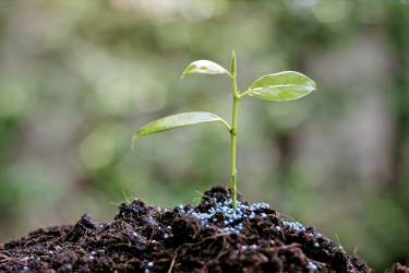 Seedling on Soil