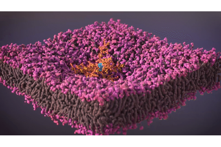 Computer generated animation of a SNAPP digging into a cell membrane