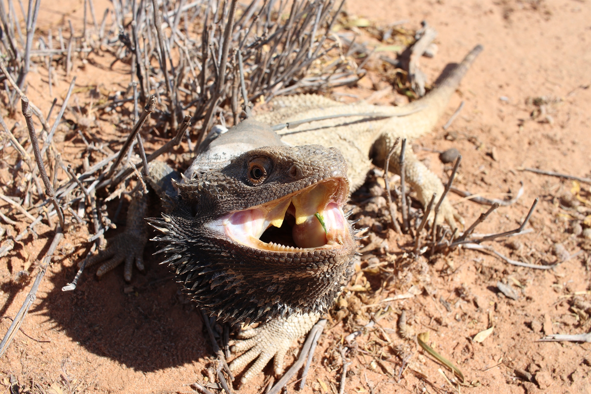 Bearded dragon on sandy ground with mouth open looking at the camera