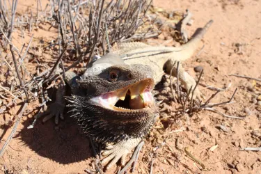 Bearded dragon on sandy ground with mouth open looking at the camera
