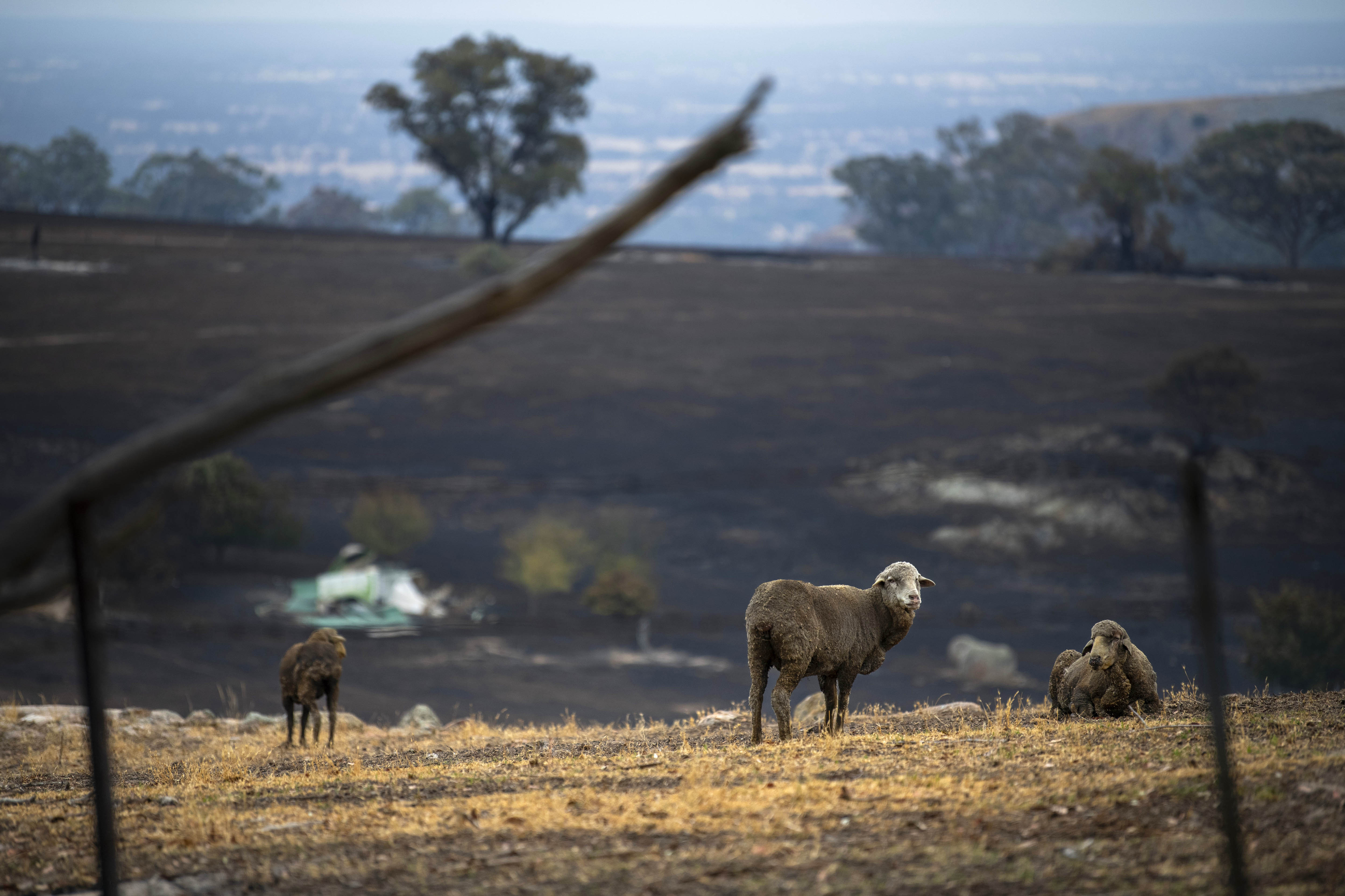 Sheep wander a burned paddock after surviving fires that tore through a Victorian farm