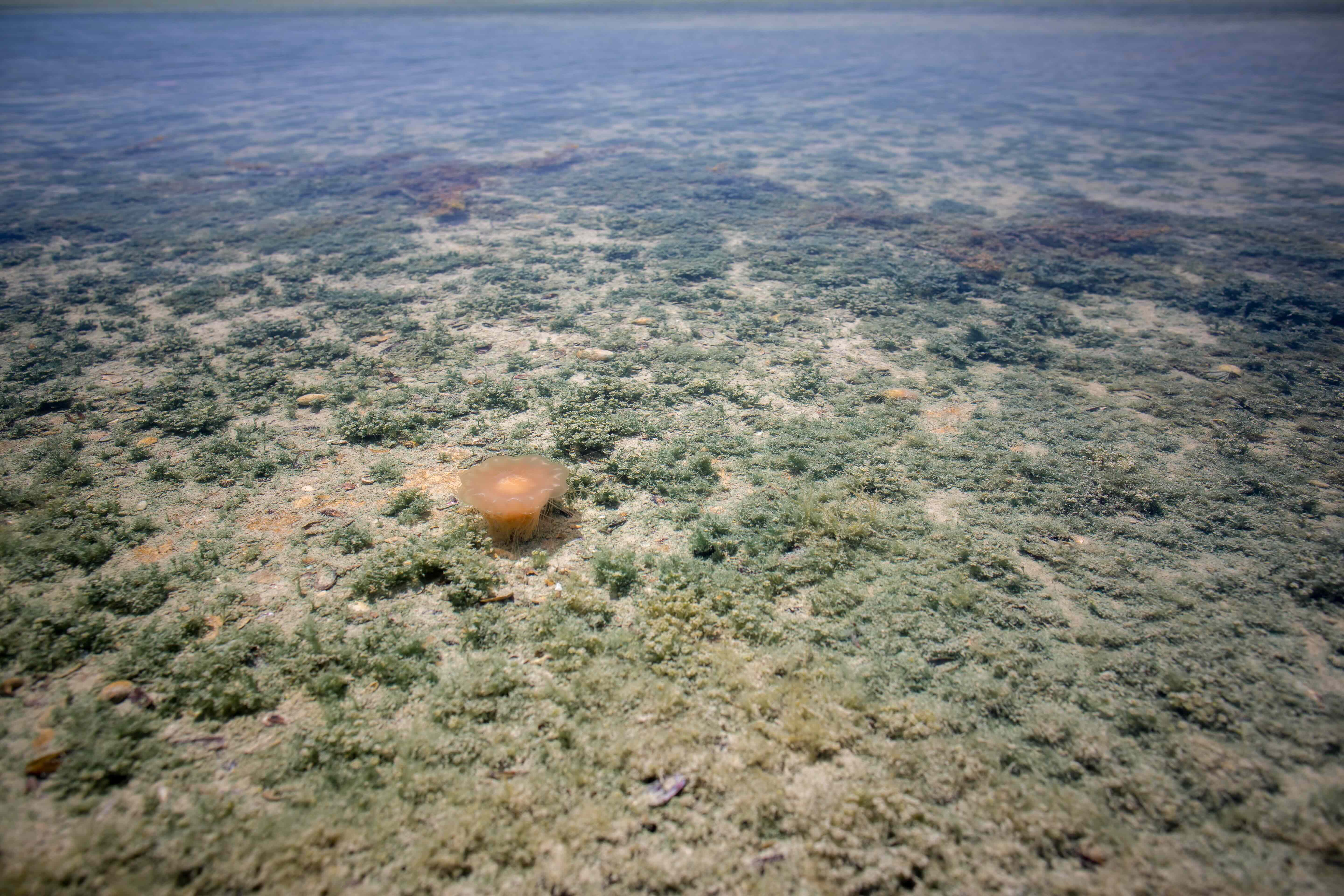 Lion's mane jellyfish Coffin Bay