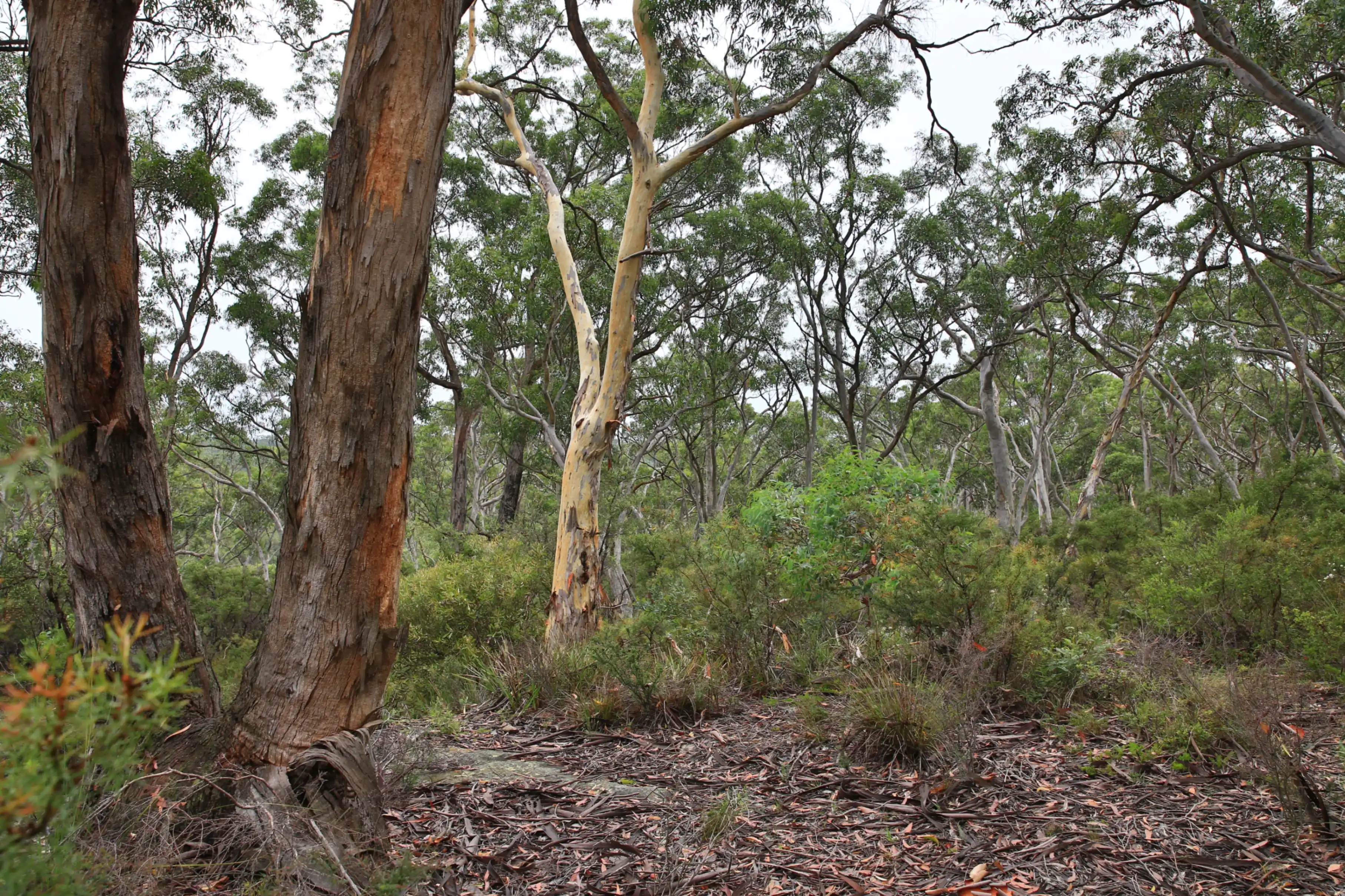 Eucalypt trees and leaf litter in an Australian national park