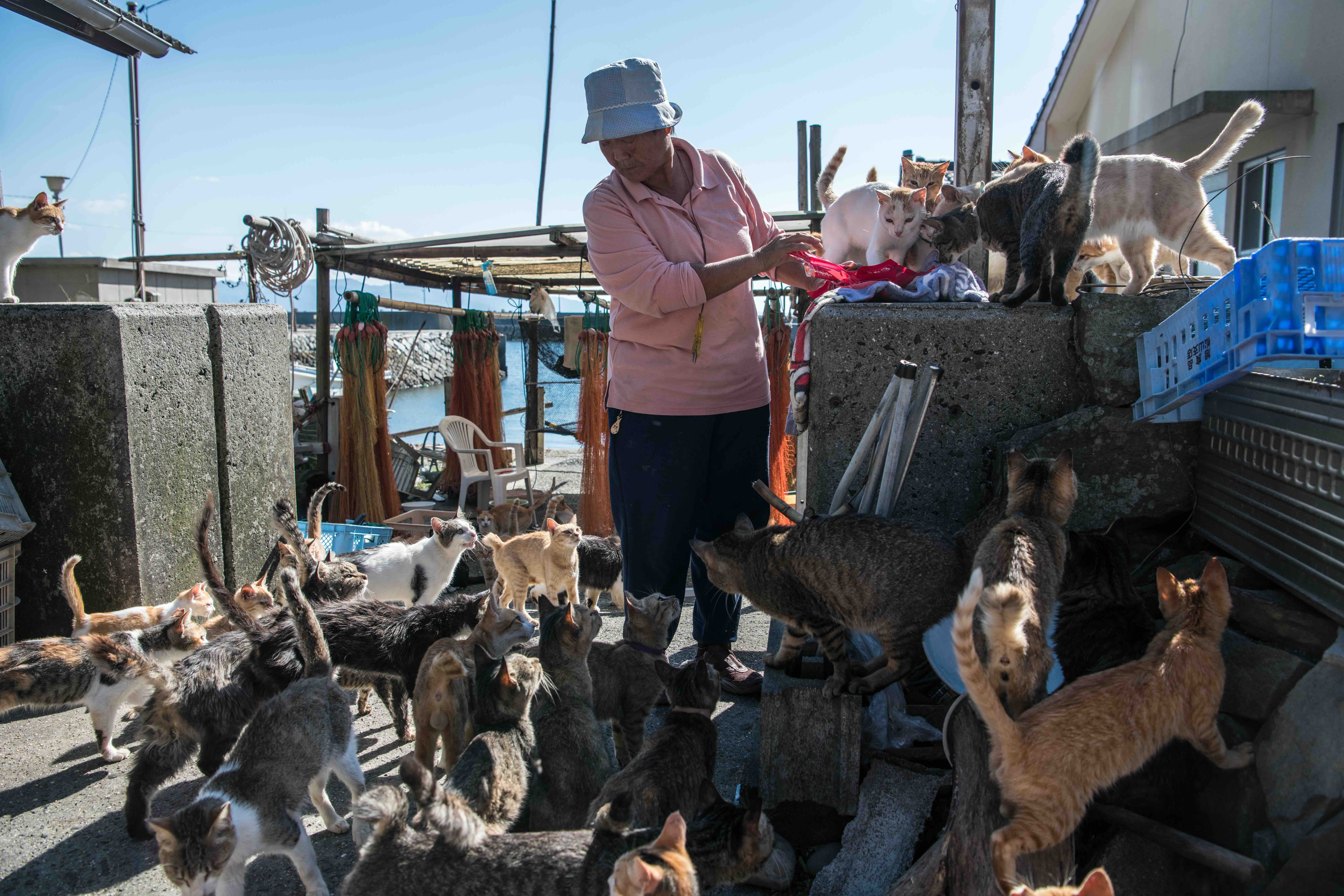 Resident feeds cats on Cat Island