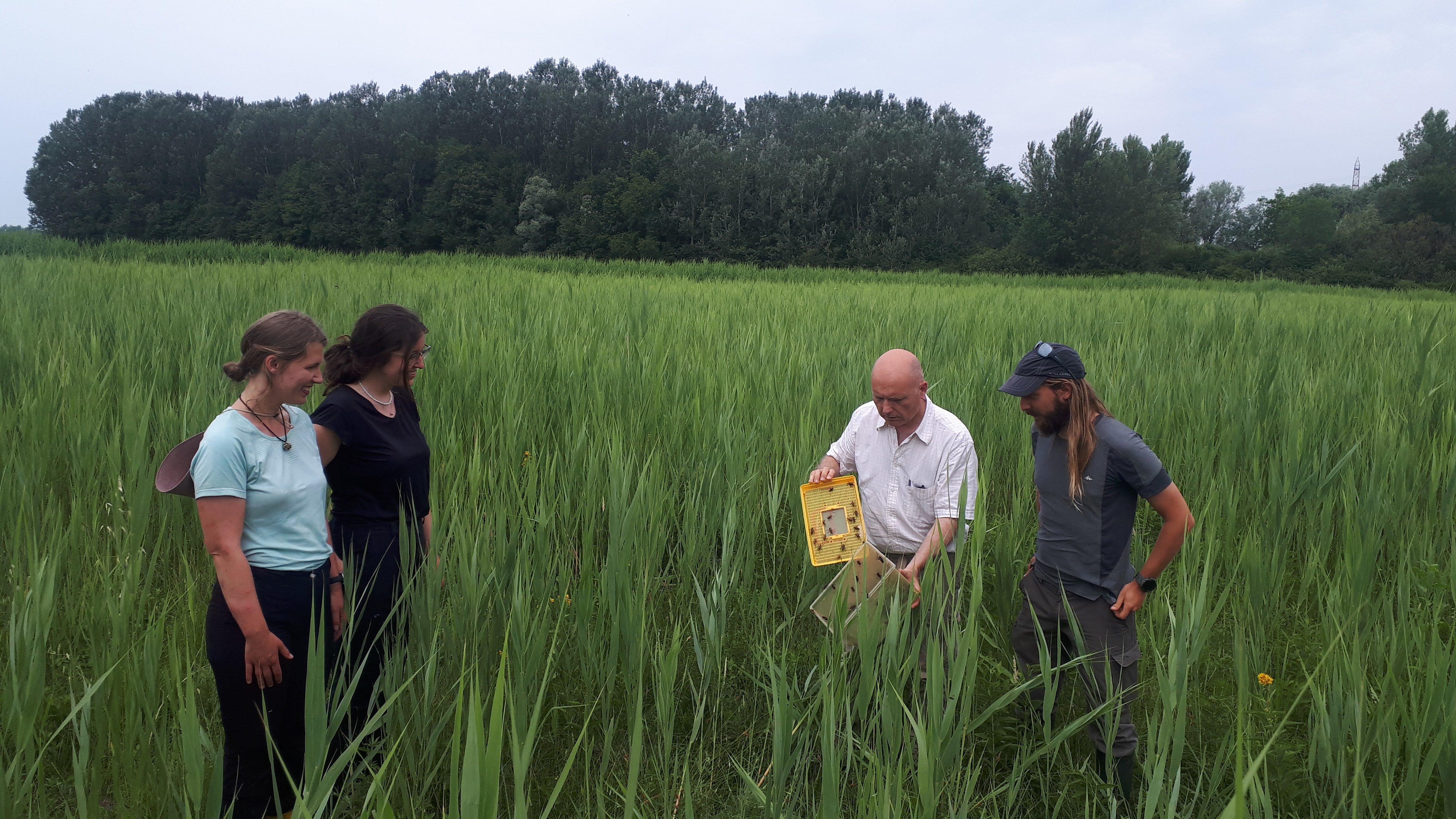 releasing crickets into marshland