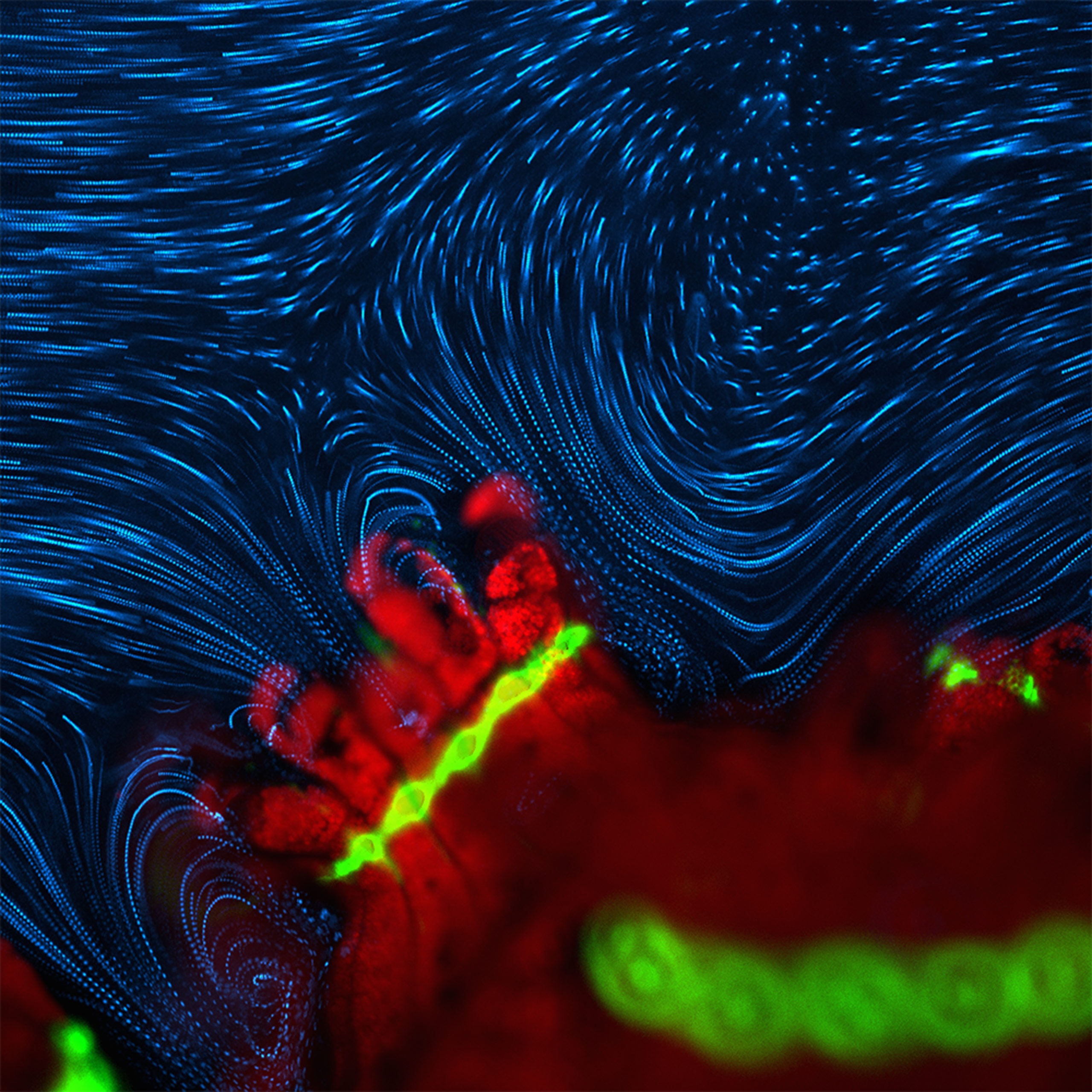 Coral close up