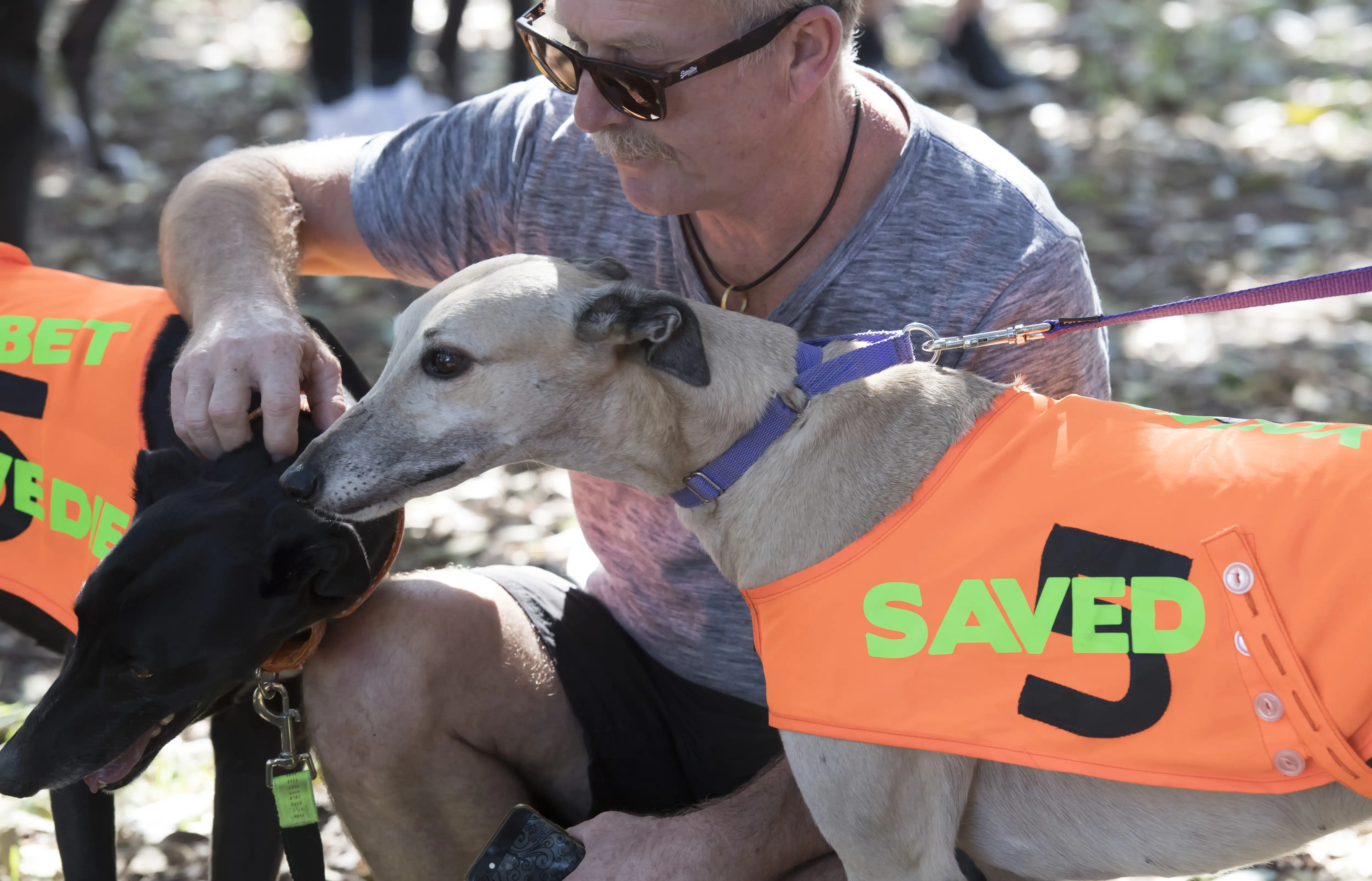 Greyhound stand with their owners a rally marking one year since the NSW government reversed its decision to ban greyhound racing.