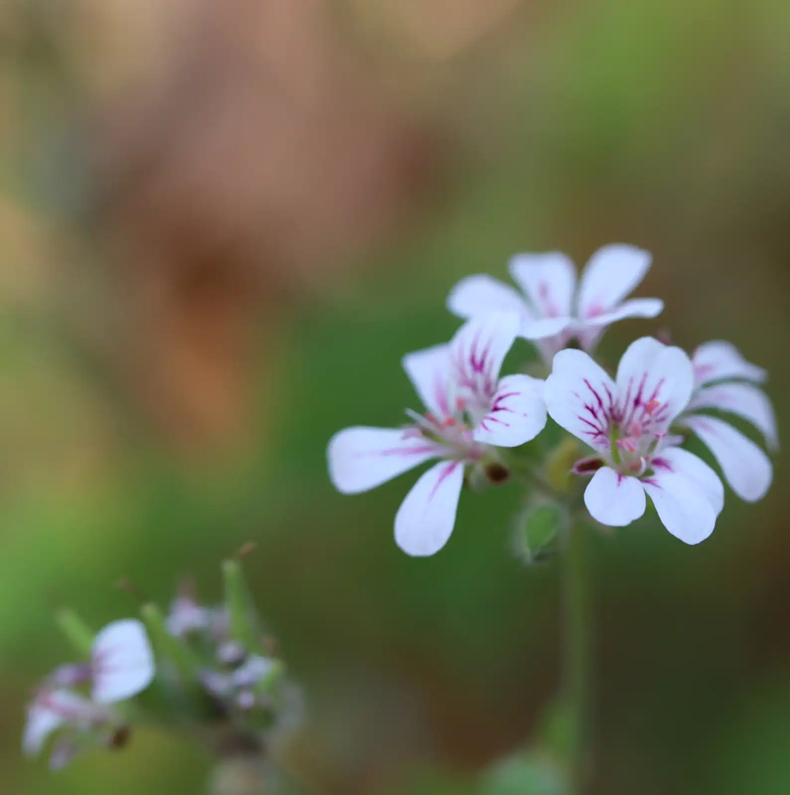 The Austral Stork’s-bill (Pelargonium australe). Picture: Dr Katherine Horsfall