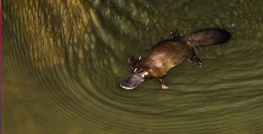 Saving Melbourne’s platypus with smart water storage thumbnail image