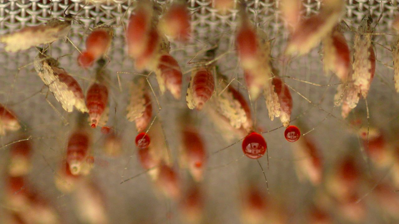 Discovering the deadly diversity of malaria thumbnail image