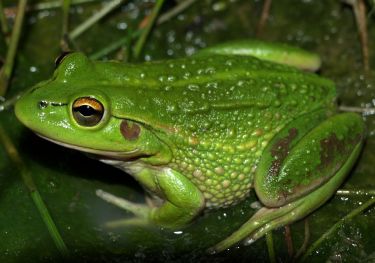 Frogs and the City thumbnail image