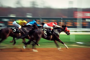 Close to the bone: The case for remodelling racehorse training thumbnail image