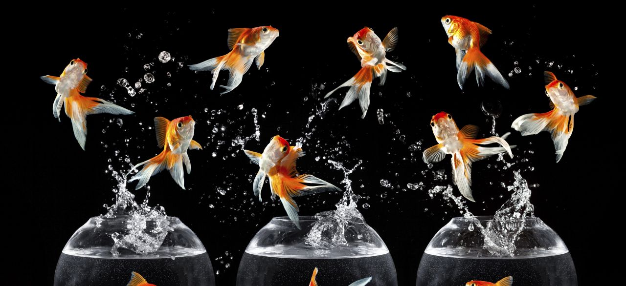 Meet the fish that hop, skip and jump thumbnail image