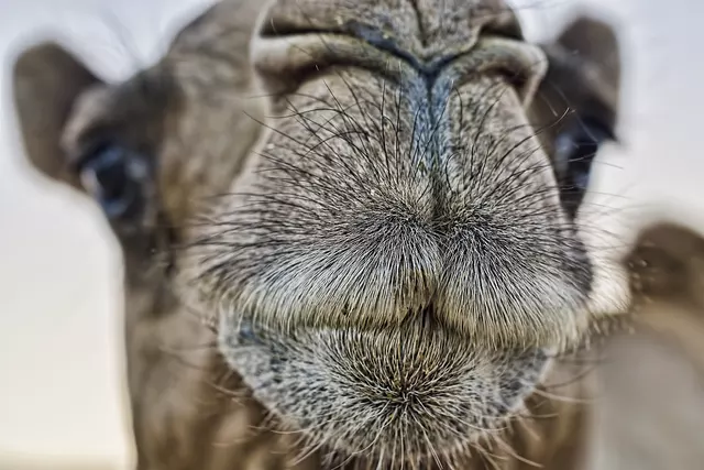 A close up of a camel's nose