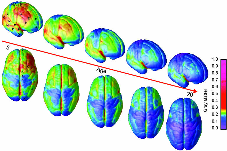 Maturation of grey matter of the human brain