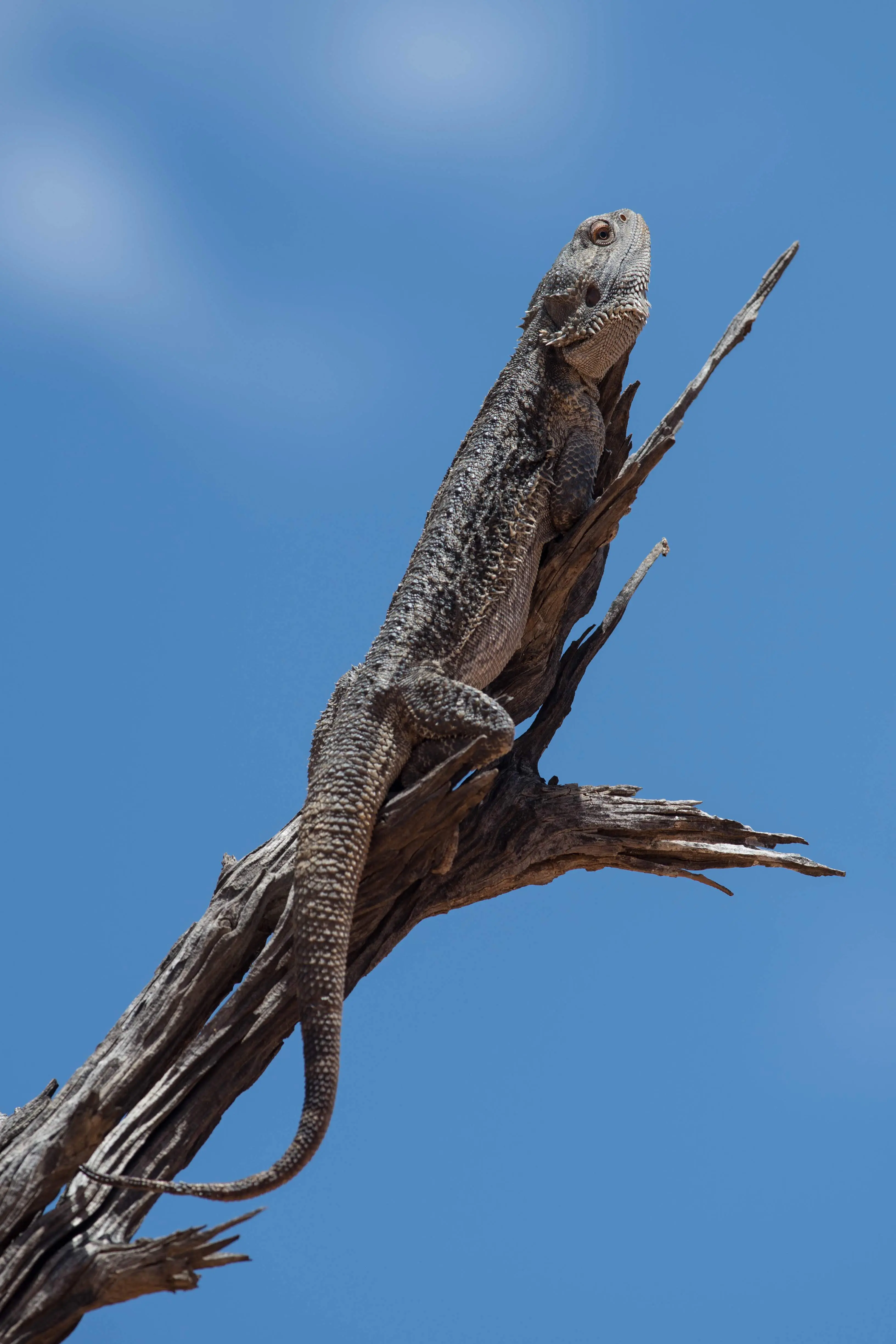 Bearded dragon stretched out on a branch