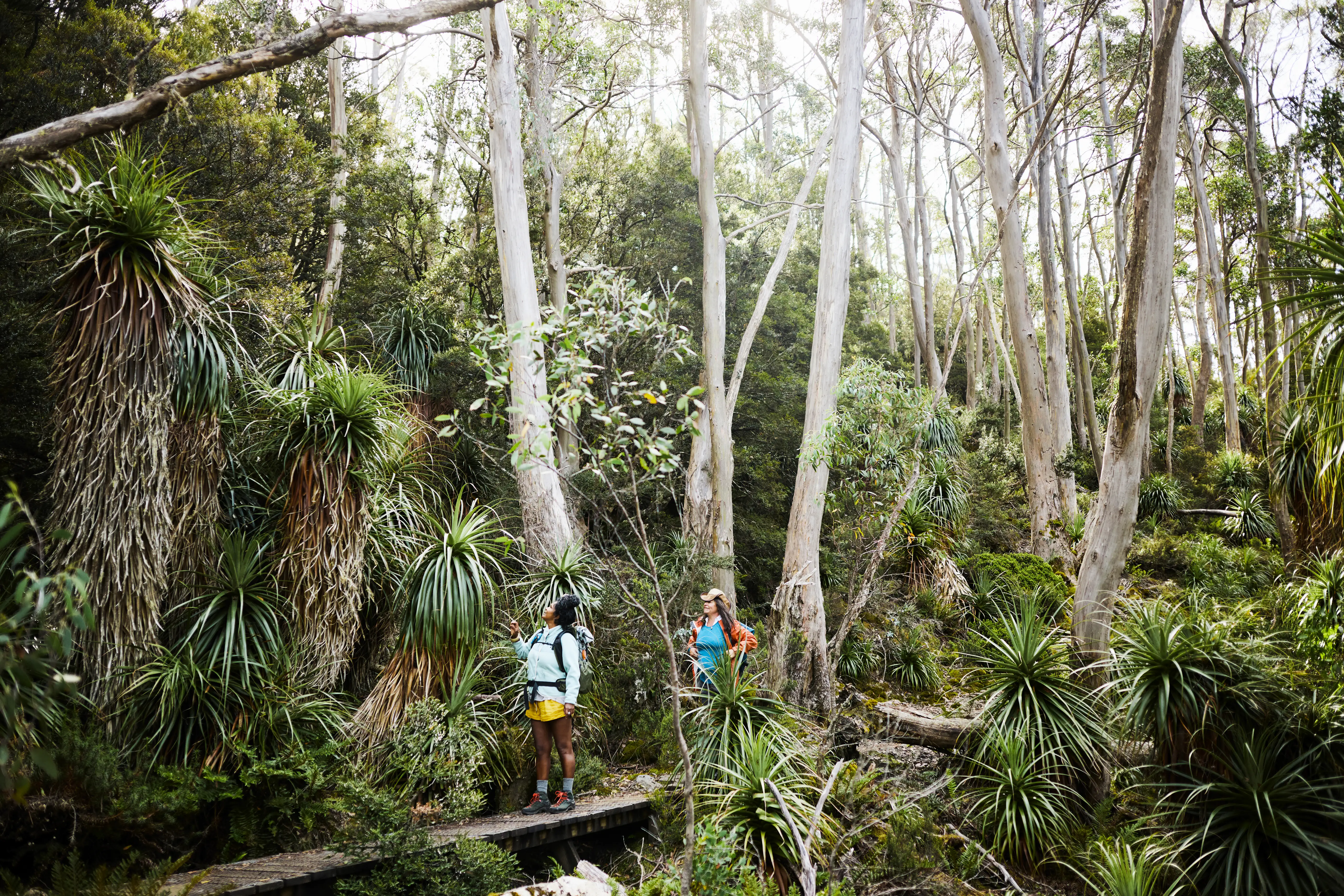 Adventurous women exploring the wild beauty of Tasmania through bushwalking in the untamed wilderness.