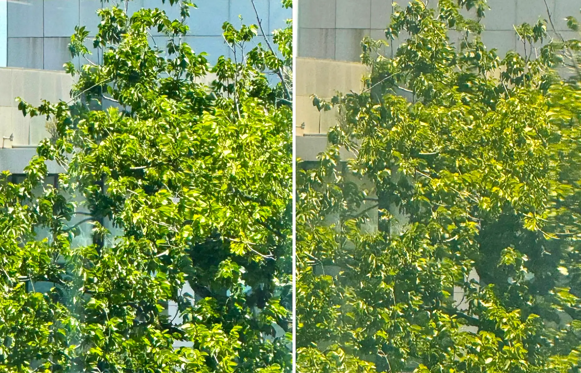 A side-by-side image of a window without a smart material coating, and another with the coating showing the difference in heat transfer.