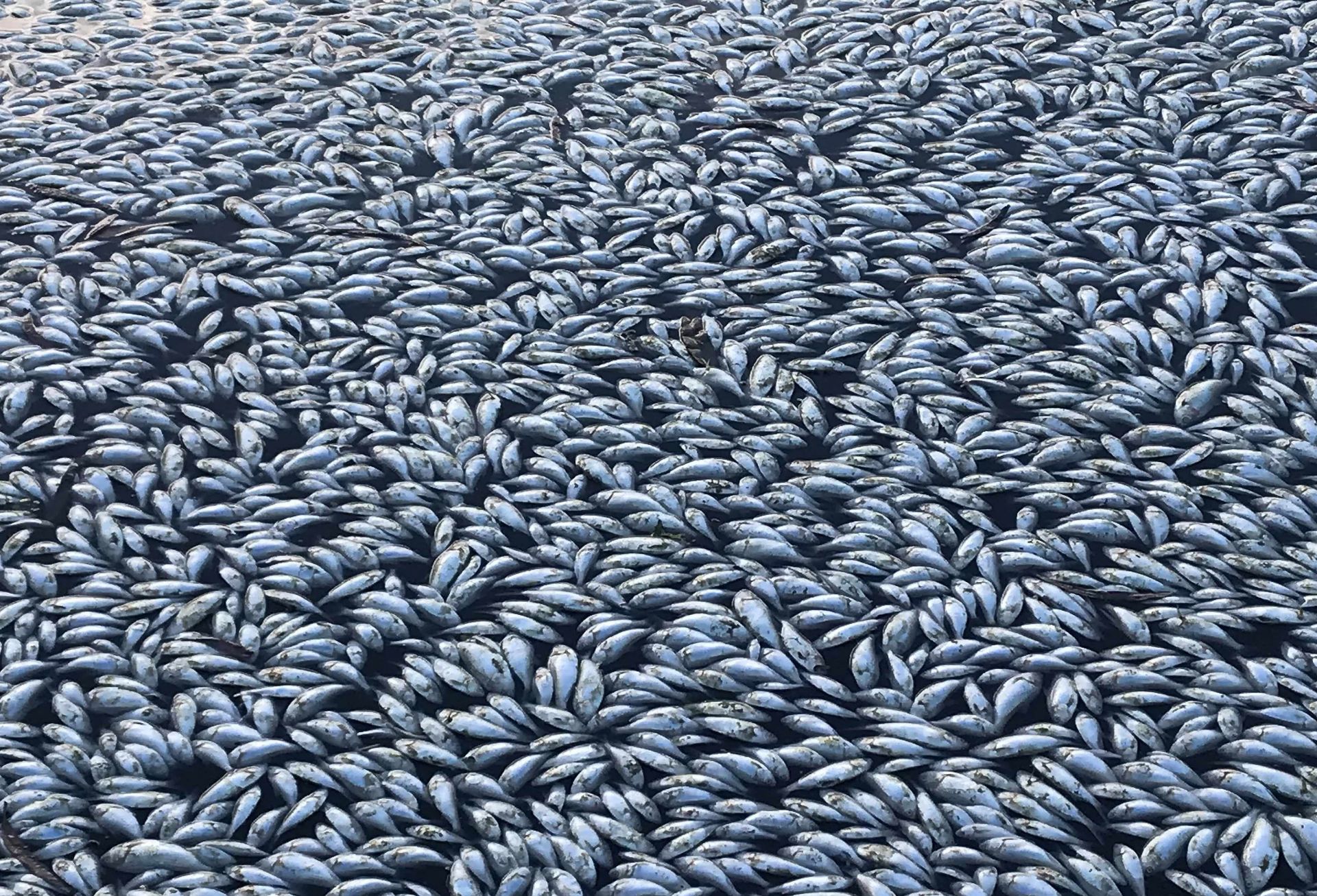 Hundreds of Dead Fish