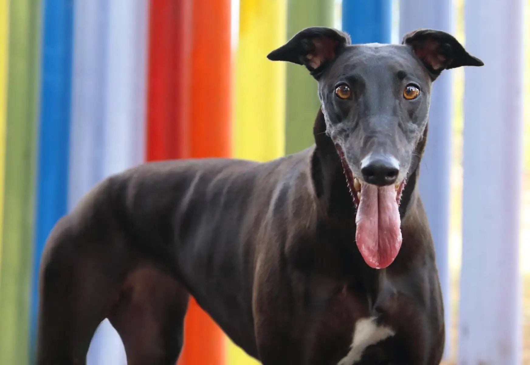 A black greyhound, Faline, in front of a rainbow backdrop